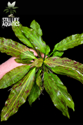 XL Echinodorus Ozelot Green