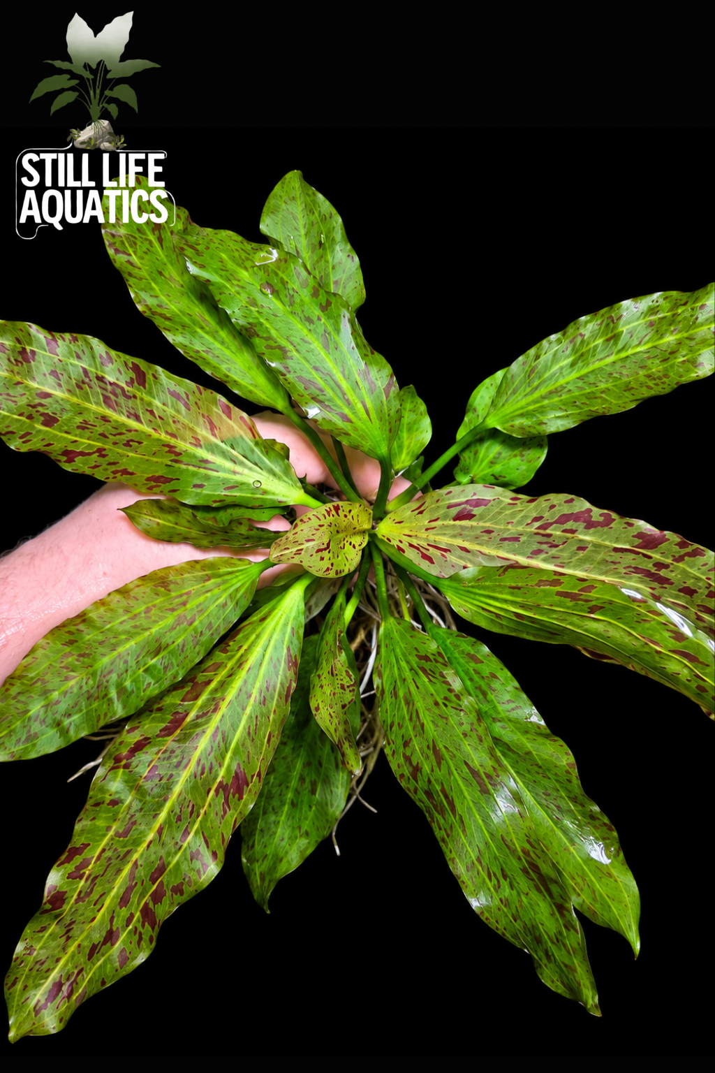 XL Echinodorus Ozelot Green