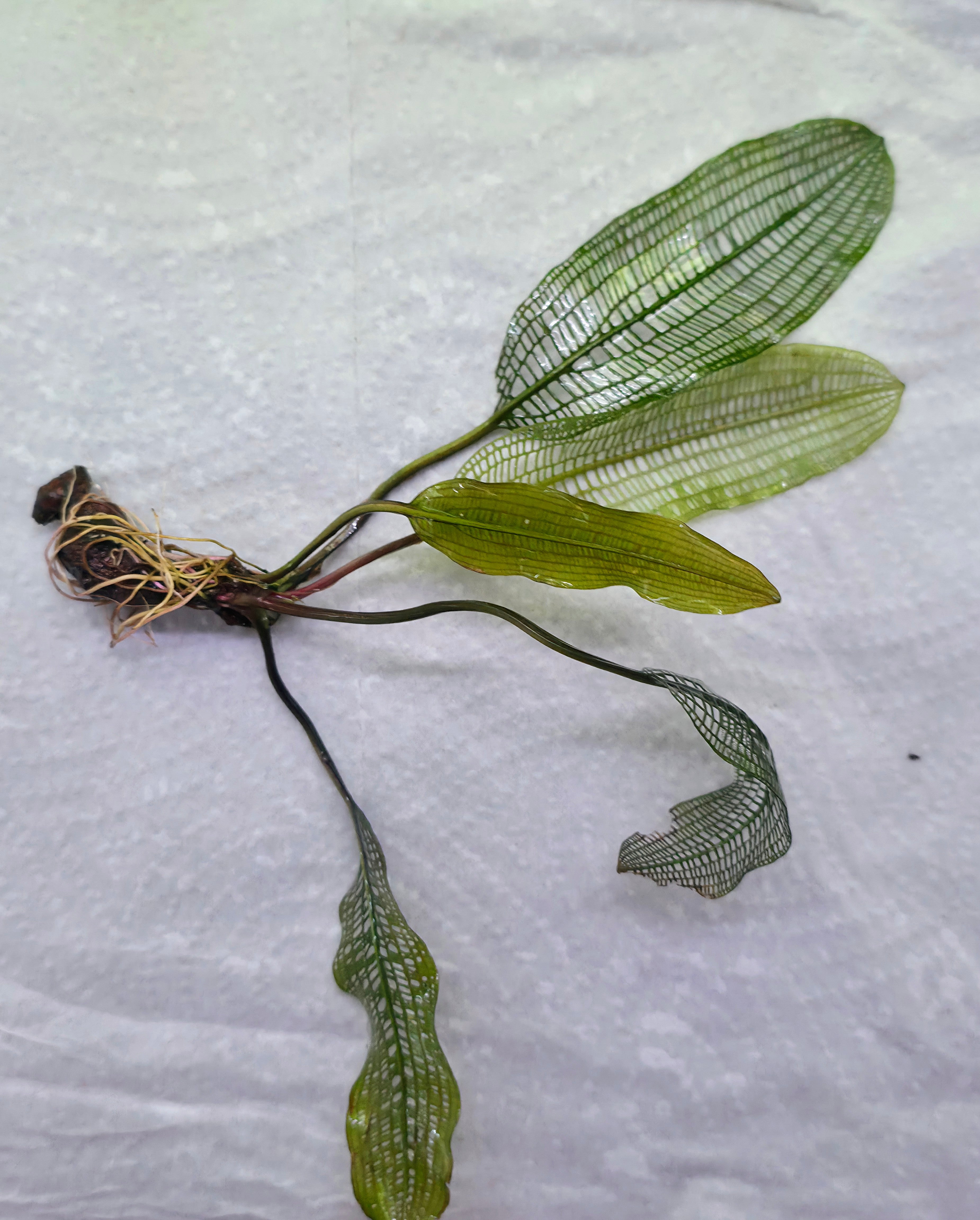Madagascar Lace Plant Broad leaf