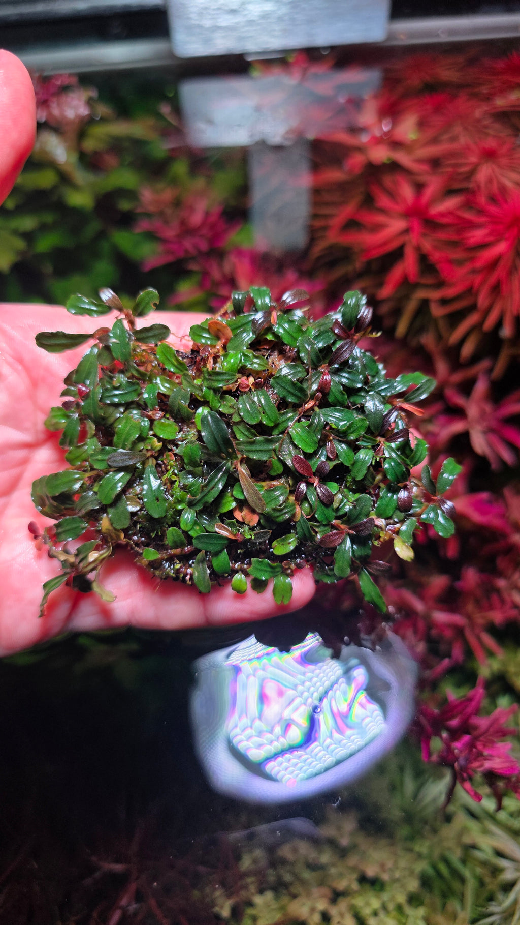 Bucephalandra 'Super Mini Phantom' clump
