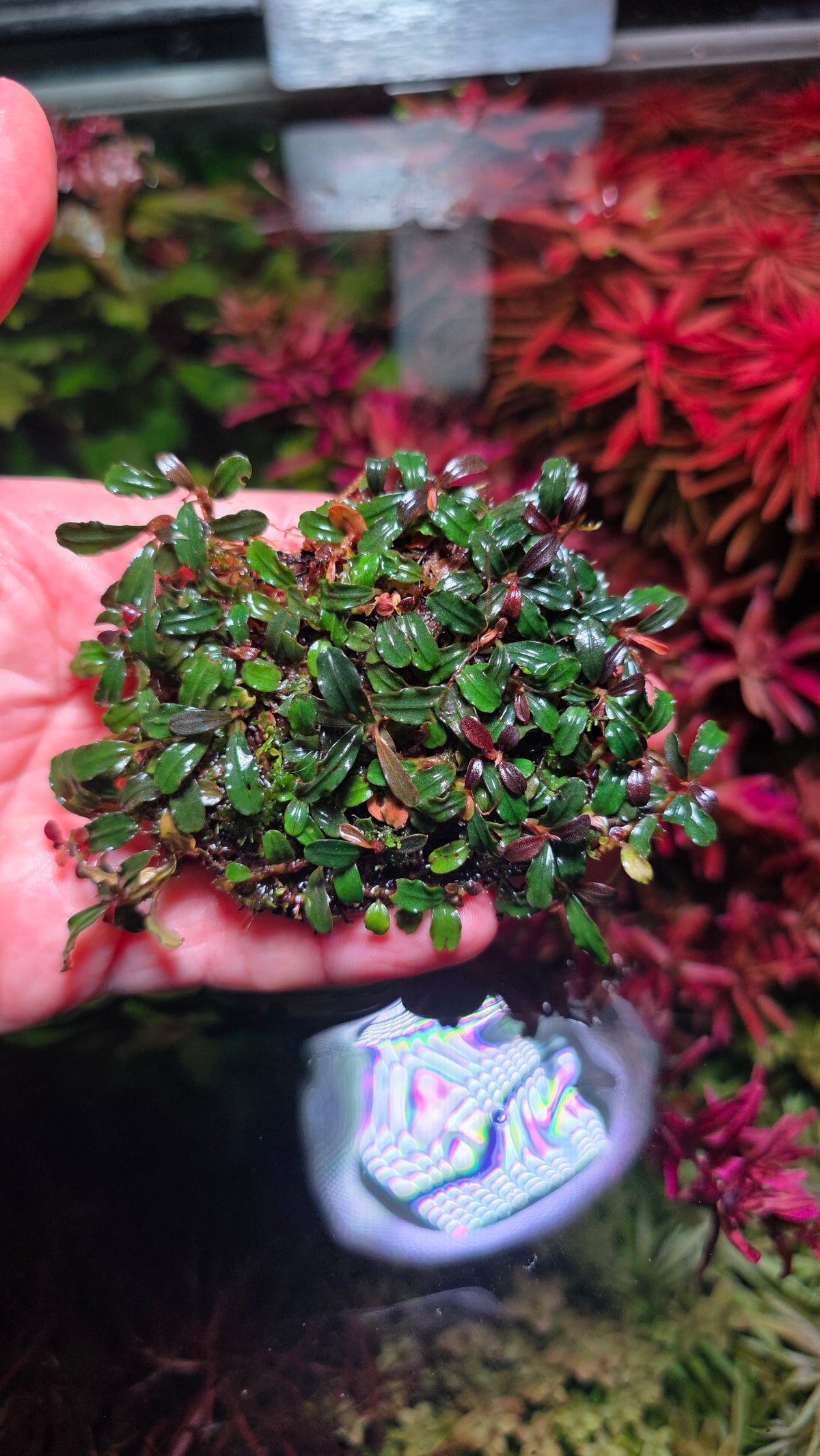 Bucephalandra 'Super Mini Phantom' clump