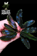 Bucephalandra Sekadau