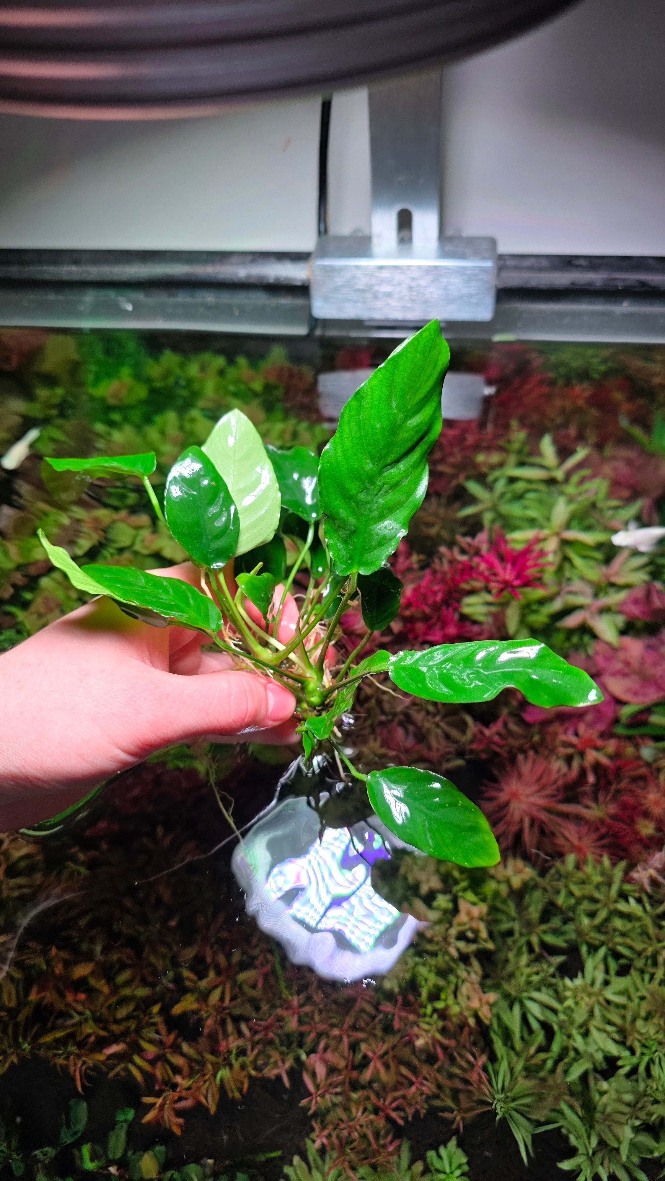 Assorted Anubias