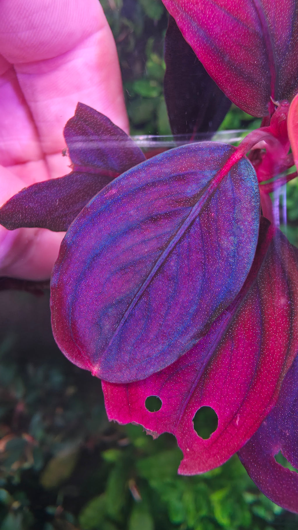 Small Bucephalandra "Violet Blossom"