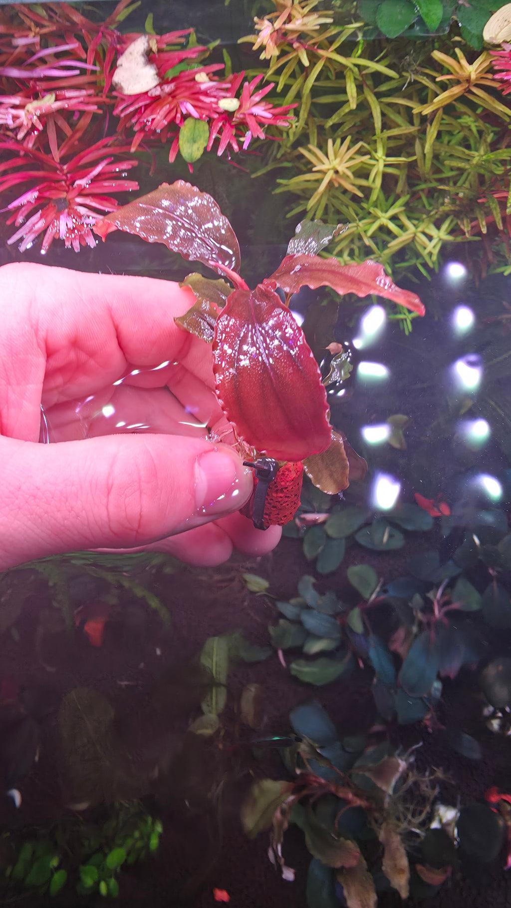 Bucephalandra "Silver Powder"