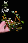 XL Bucephalandra SP Brownie Clump