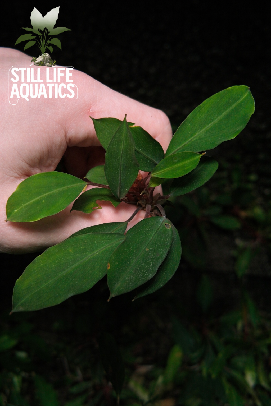 Bucephalandra "Red Heart"