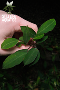 Bucephalandra "Red Heart"