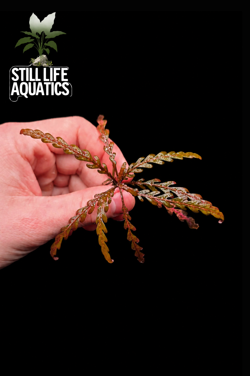 Hygrophila Pinnatifida UK