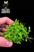 Glossostigma Elatinoides