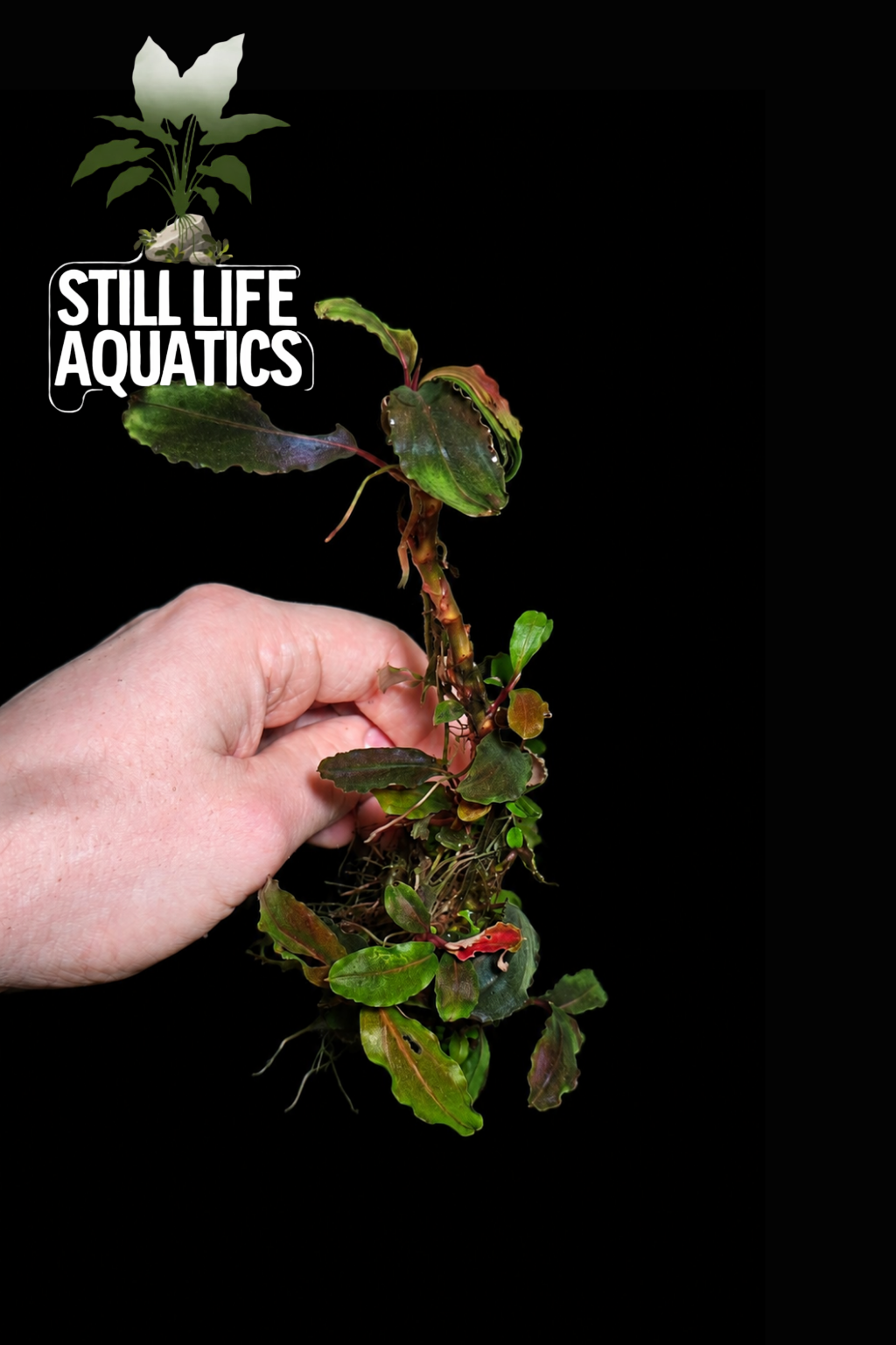 XL Bucephalandra Sekadau Clump