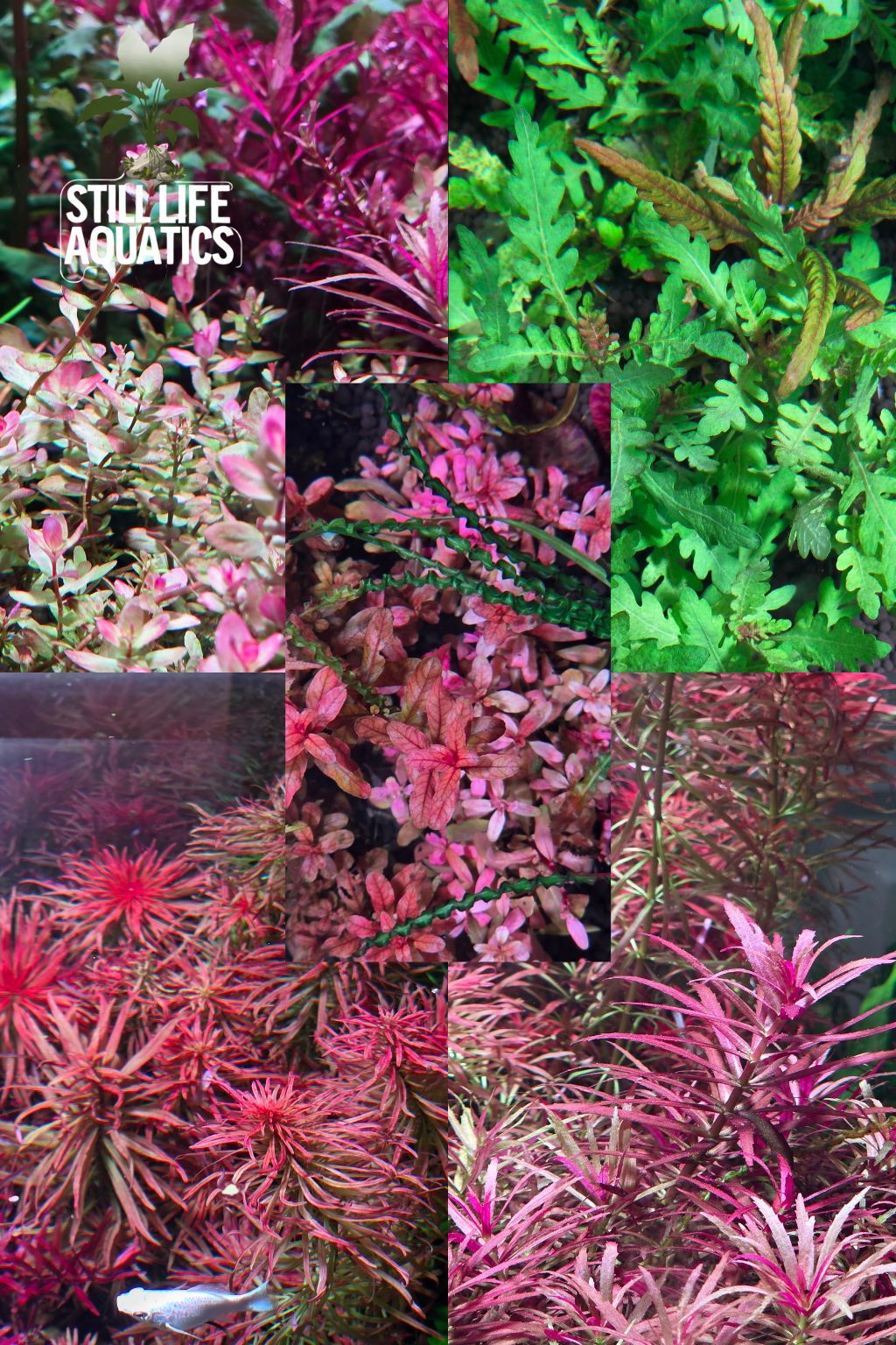 Sunday Plant Pack #Week 1