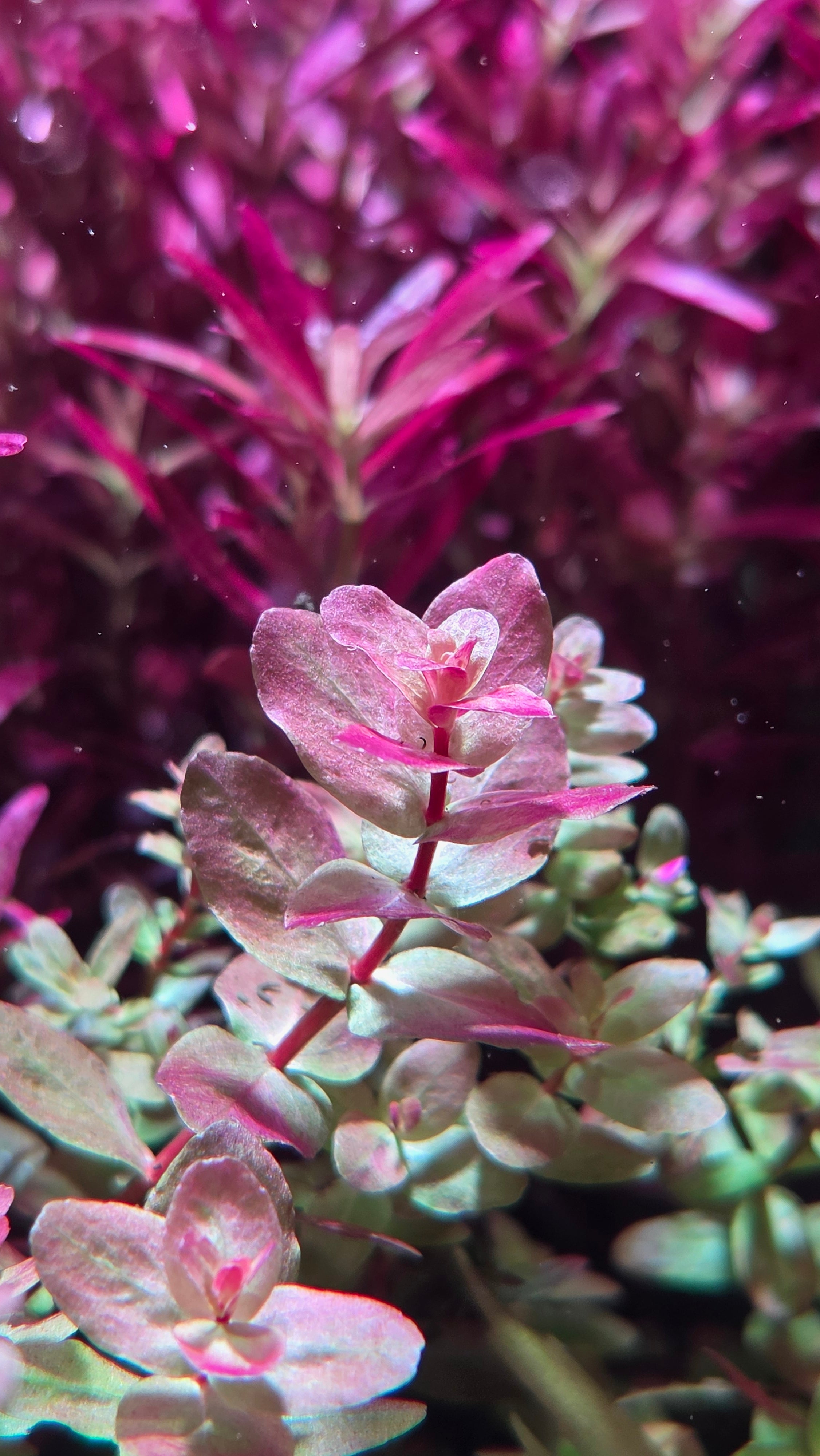 Rare Rotala macaranda green 'Mini'
