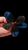 Bucephalandra Moonlight (Best Seller)