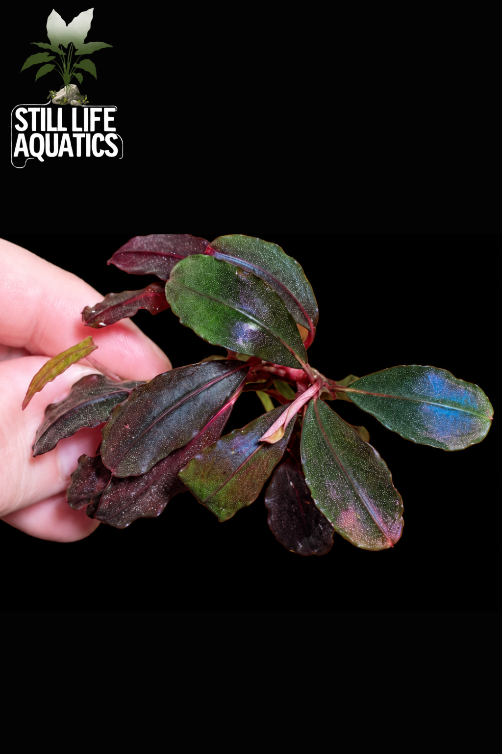 (Very Rare) Bucephalandra Neo 2015