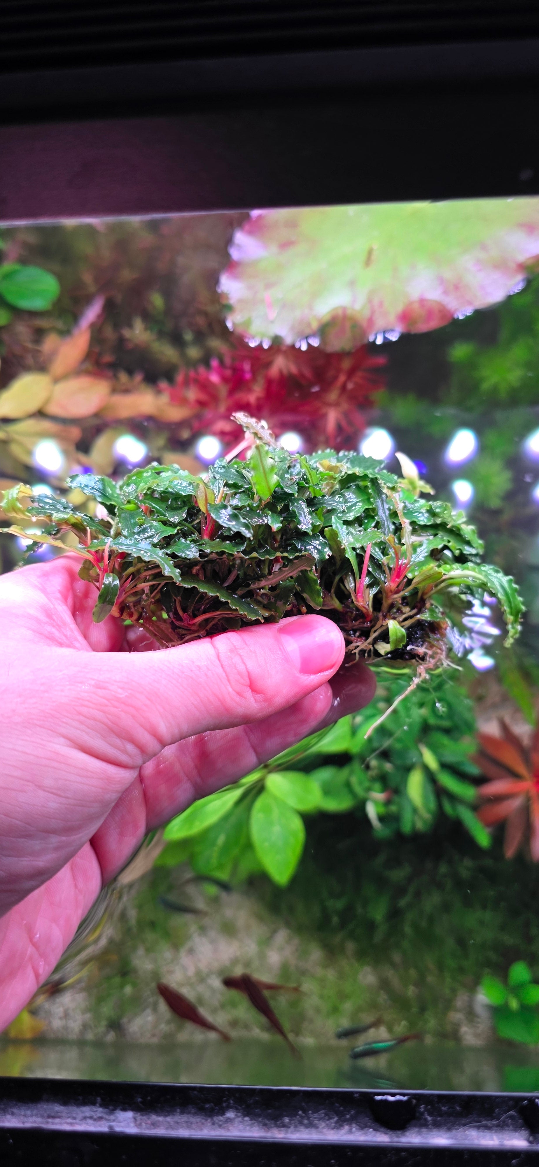 Large Bucephalandra Catherine Clump