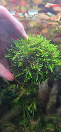 Weeping Moss Dome