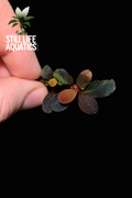 Bucephalandra Neo
