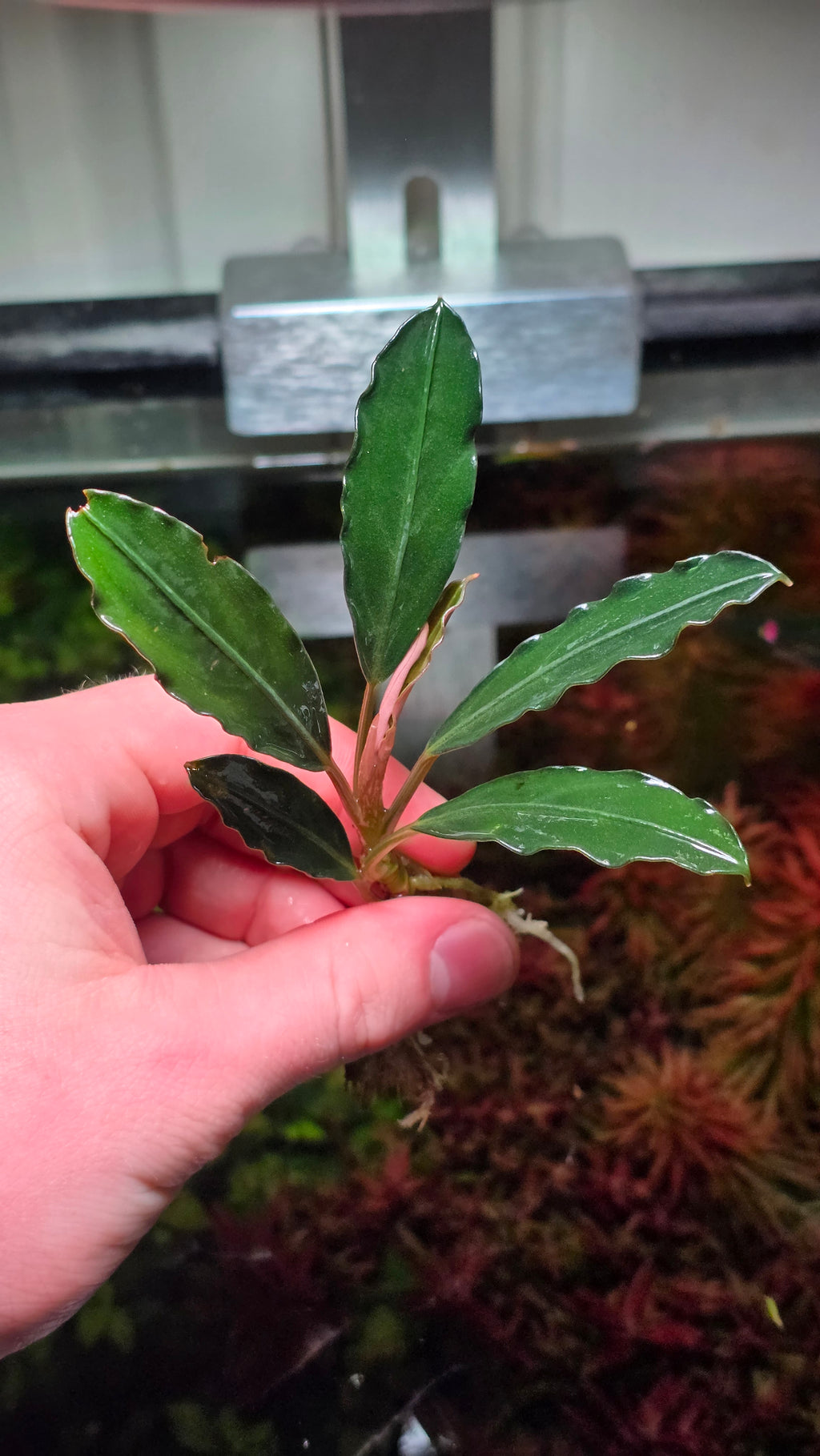 Bucephalandra 'Red Under'