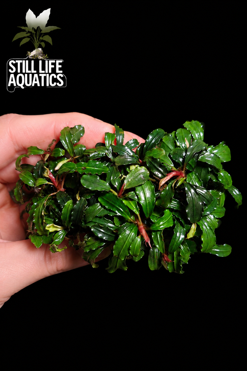 Bucephalandra Mini Phantom Clump