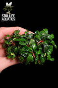 Bucephalandra Mini Phantom Clump