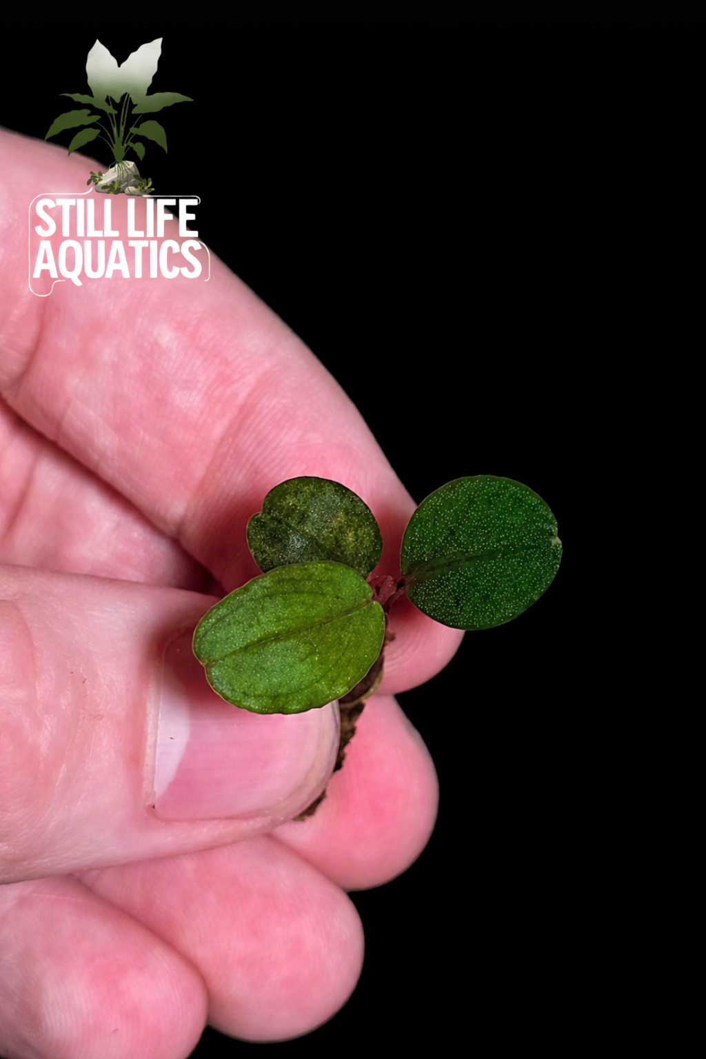 Small Bucephalandra "Theia Red"
