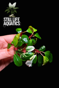 Bucephalandra 'Varigated Neo' Clump