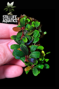 Bucephalandra Mini Vein clump