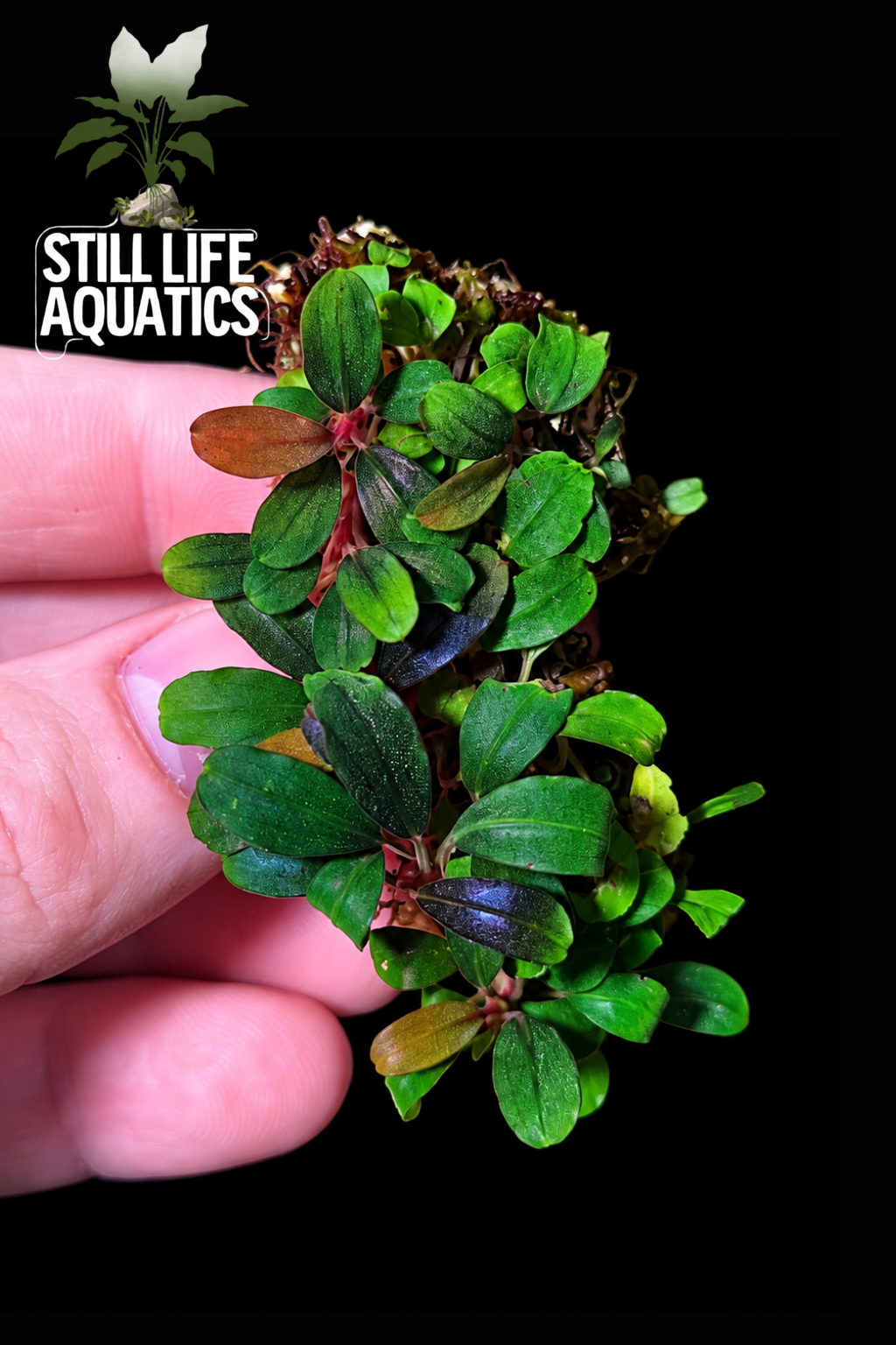 Bucephalandra Mini Vein clump