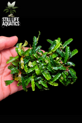 Bucephalandra Catherinae Clump