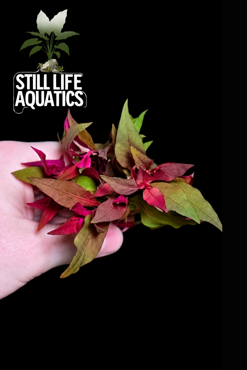 Alternanthera rosaefolia