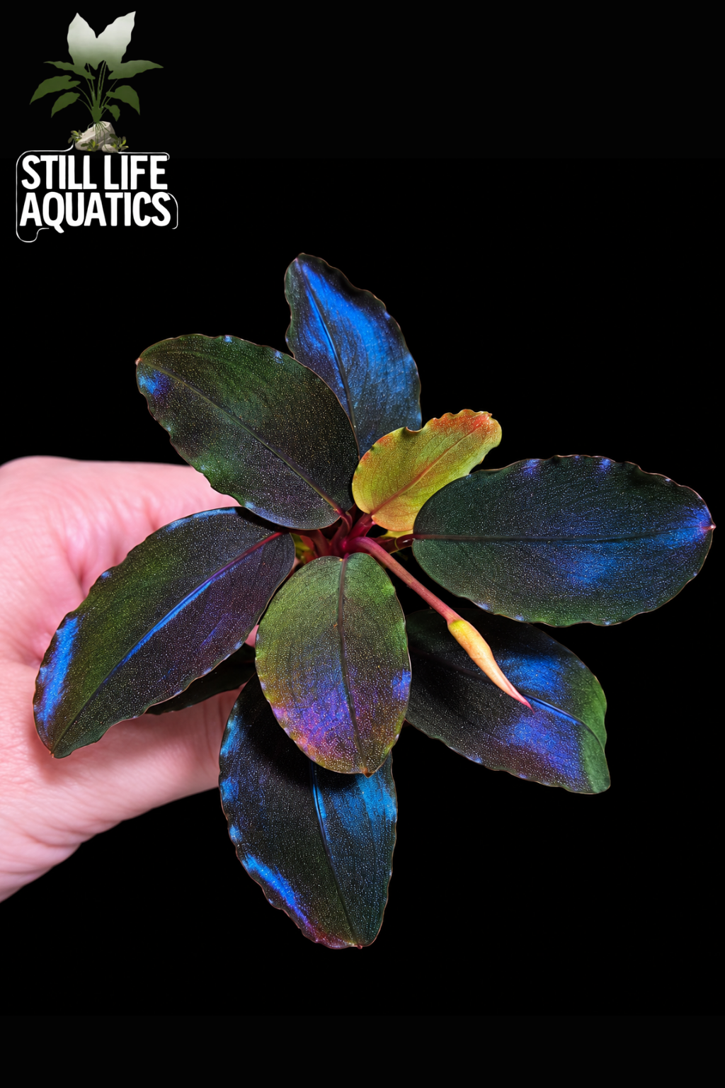 Bucephalandra Black Rock - Large