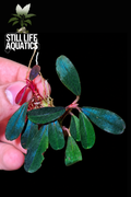 Bucephalandra Moonlight
