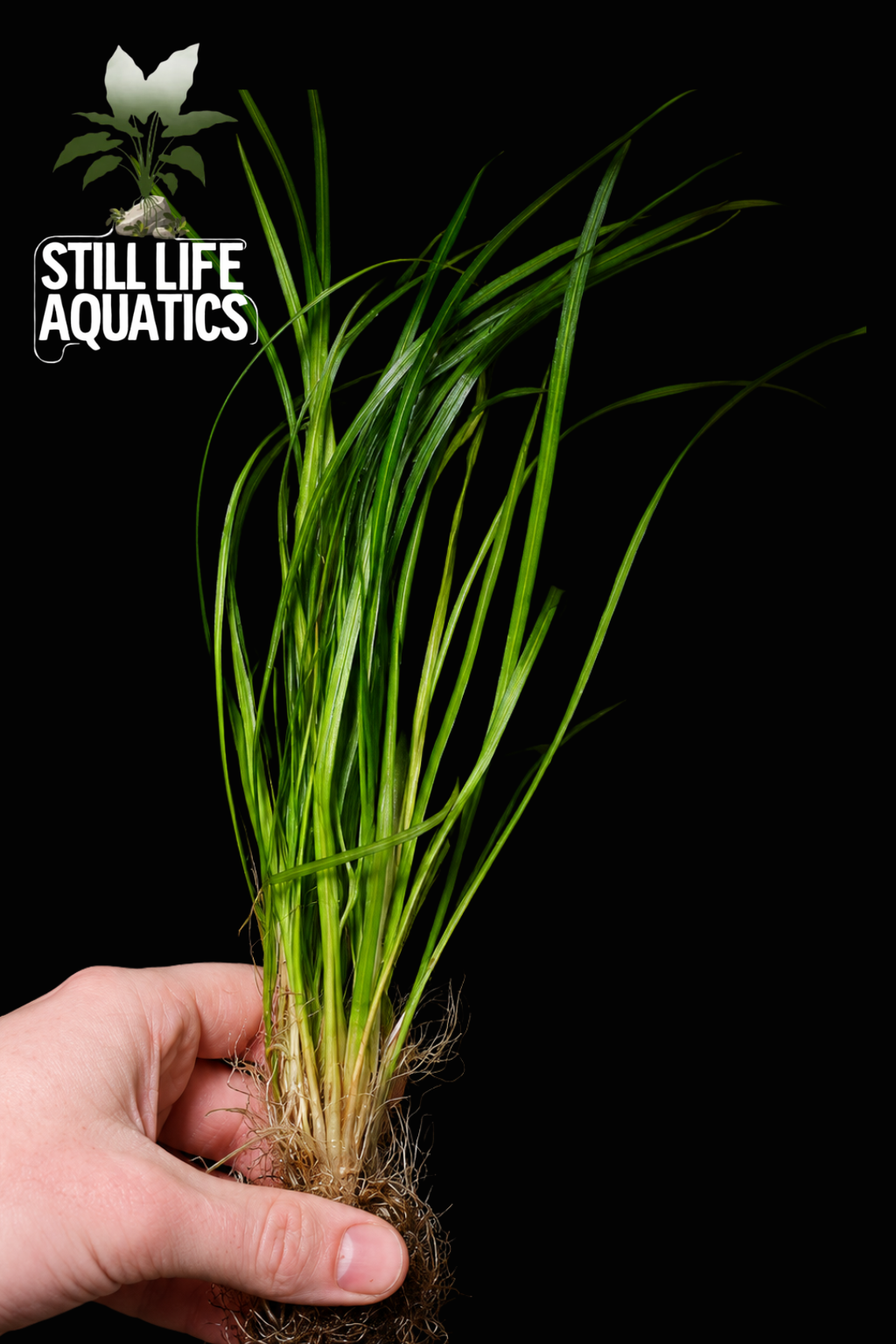 Vallisneria Narrow