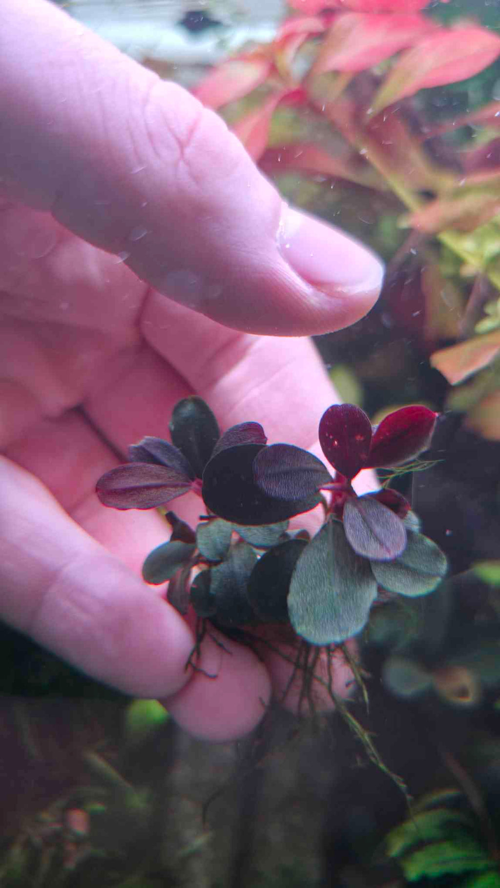 Bucephalandra Neo