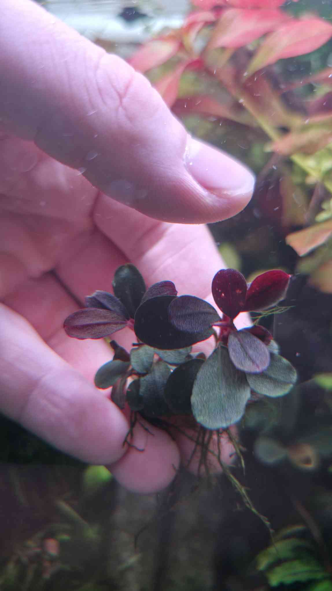 Bucephalandra Neo