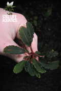Bucephalandra "Red Sword"