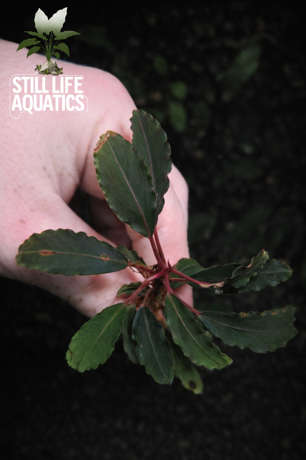 Bucephalandra "Red Sword"