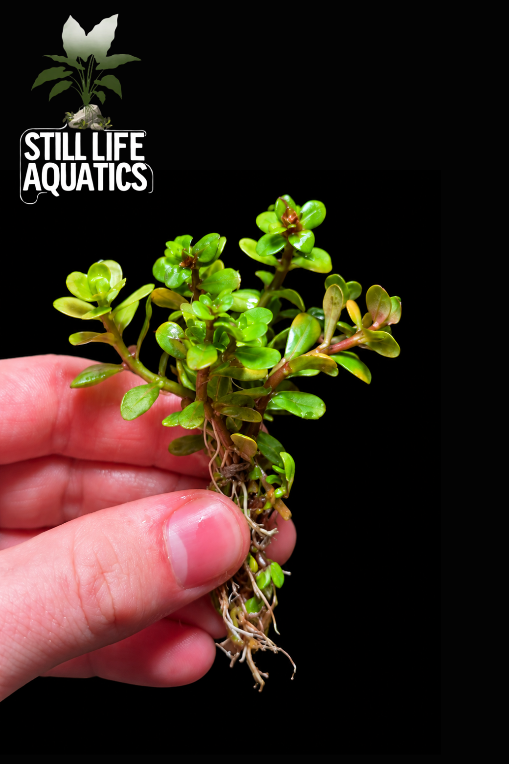 Rotala indica 'Bonsai'