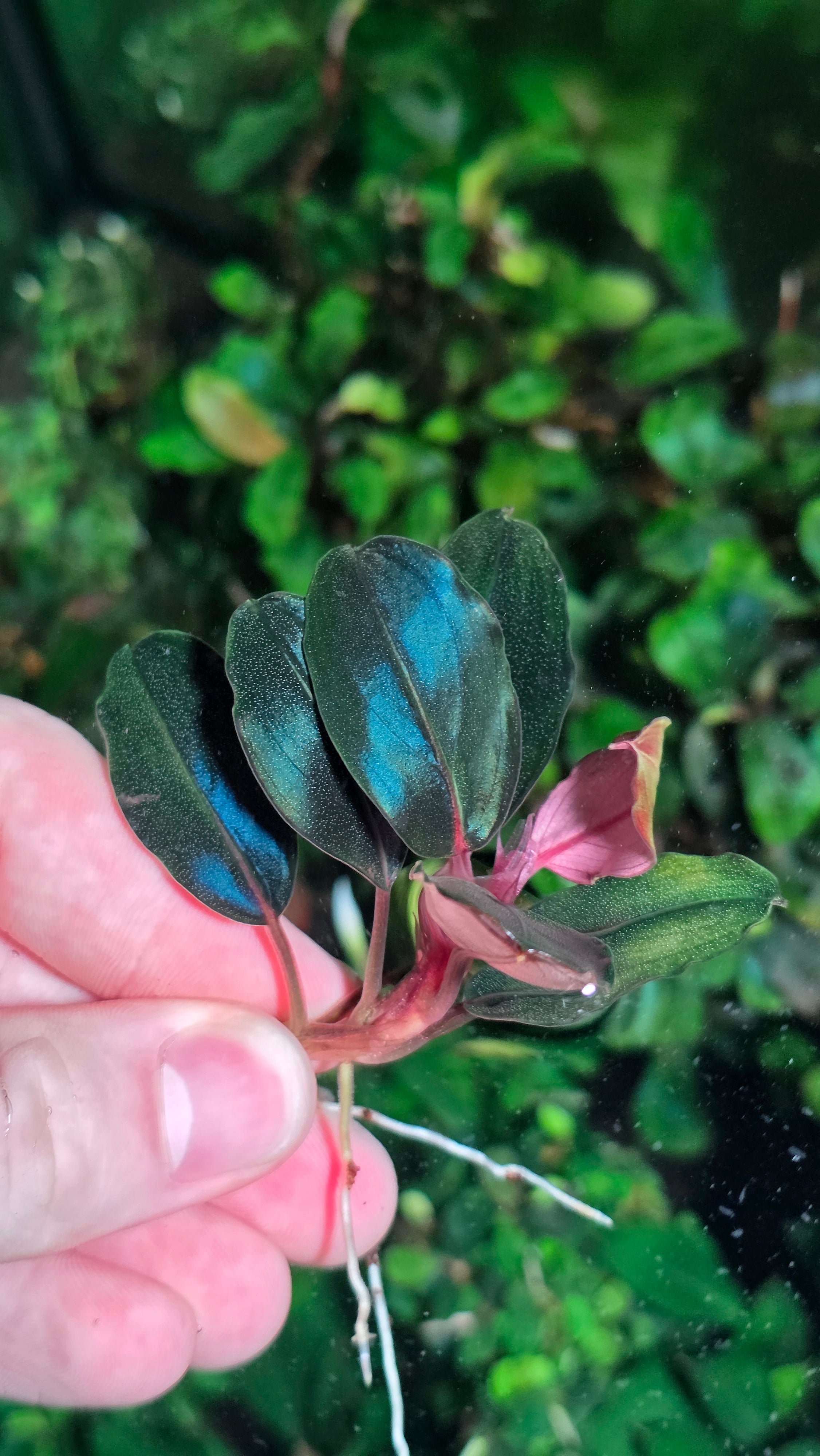 Bucephalandra Moonlight (Best Seller) – Still Life Aquatics Bucephalandra Moonlight (Best Seller) – Still Life Aquatics