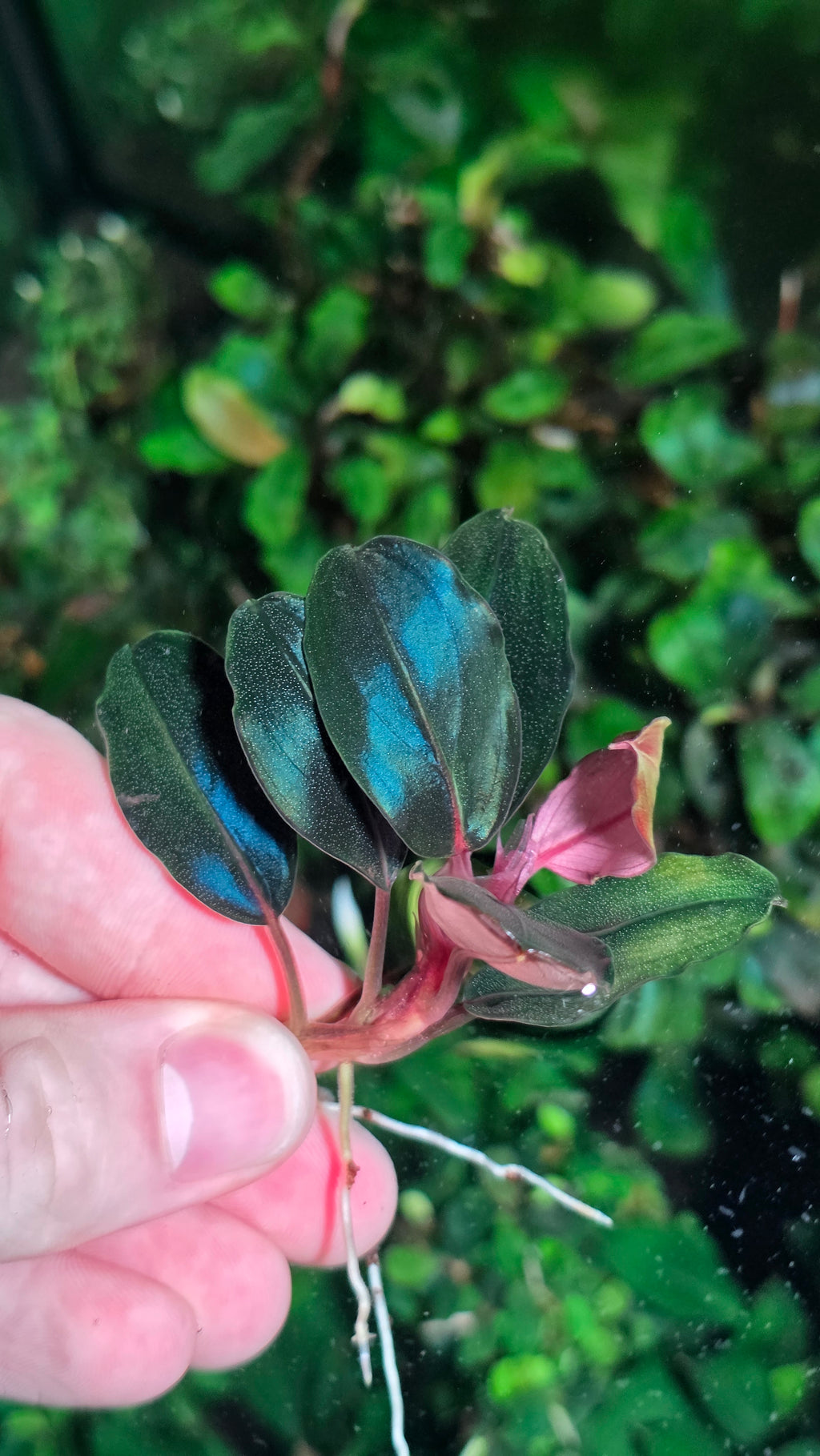 Bucephalandra Moonlight (Best Seller)