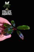 Bucephalandra Sekadau