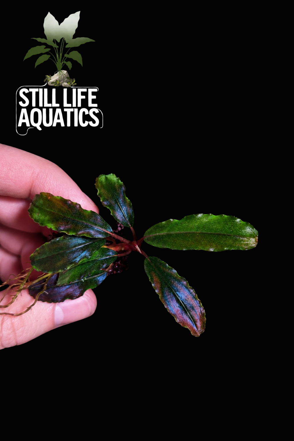 Bucephalandra Sekadau
