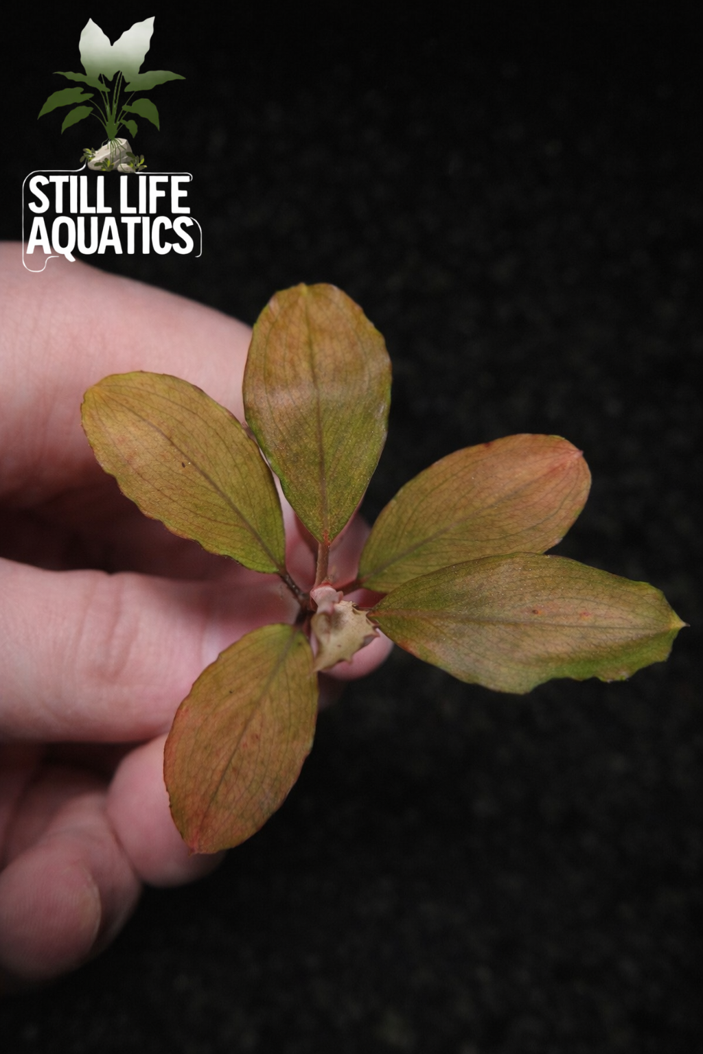 Bucephalandra "Melon"