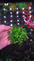Anubias Minima Clump