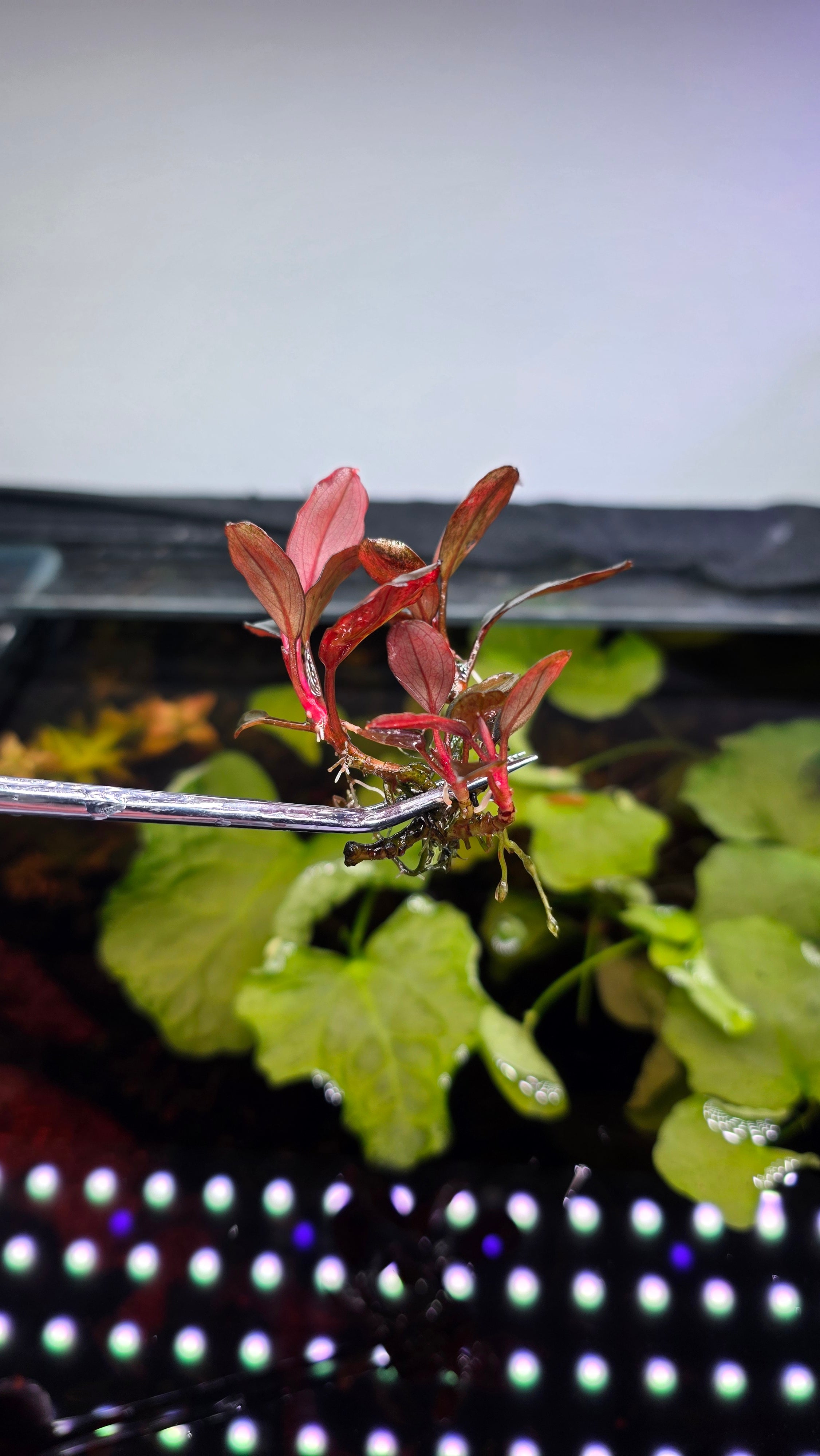 Bucephalandra Moonlight Clump