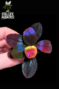 Bucephalandra Helena