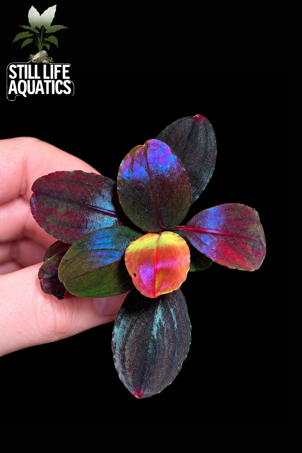 Bucephalandra Helena