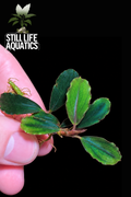 Bucephalandra Brownie Blue