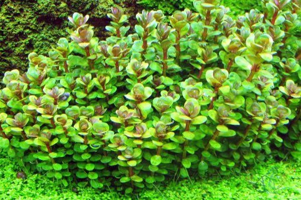 Rotala indica 'Bonsai'